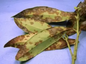 Sarcococca blight (VA, 2015)
