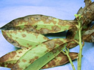 Sarcococca blight (VA, 2015)