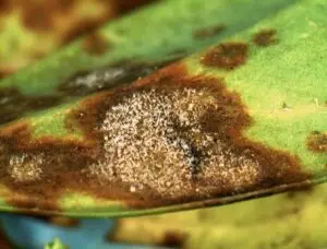 Sarcococca blight (VA, 2015)