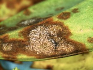 Sarcococca blight (VA, 2015)