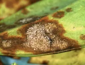 Sarcococca blight (VA, 2015)
