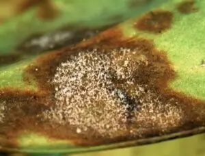 Sarcococca blight (VA, 2015)