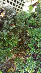 Sarcococca blight (VA, 2015)