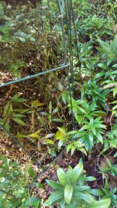Sarcococca blight (VA, 2015)