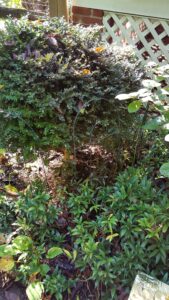 Sarcococca blight (VA, 2015)