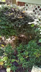 Sarcococca blight (VA, 2015)