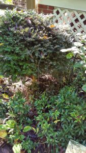 Sarcococca blight (VA, 2015)