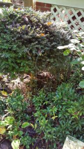 Sarcococca blight (VA, 2015)