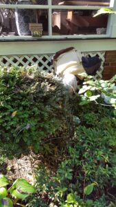 Sarcococca blight (VA, 2015)