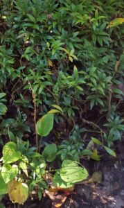 Sarcococca blight (VA, 2015)