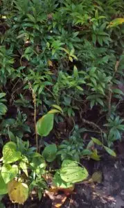 Sarcococca blight (VA, 2015)