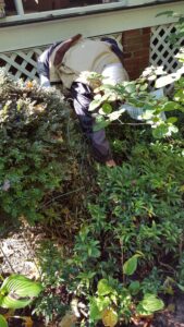 Sarcococca blight (VA, 2015)