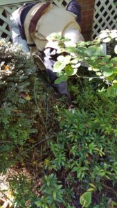 Sarcococca blight (VA, 2015)