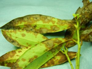 Sarcococca blight (VA, 2015)