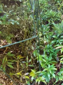 Sarcococca blight (VA, 2015)