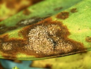 Sarcococca blight (VA, 2015)