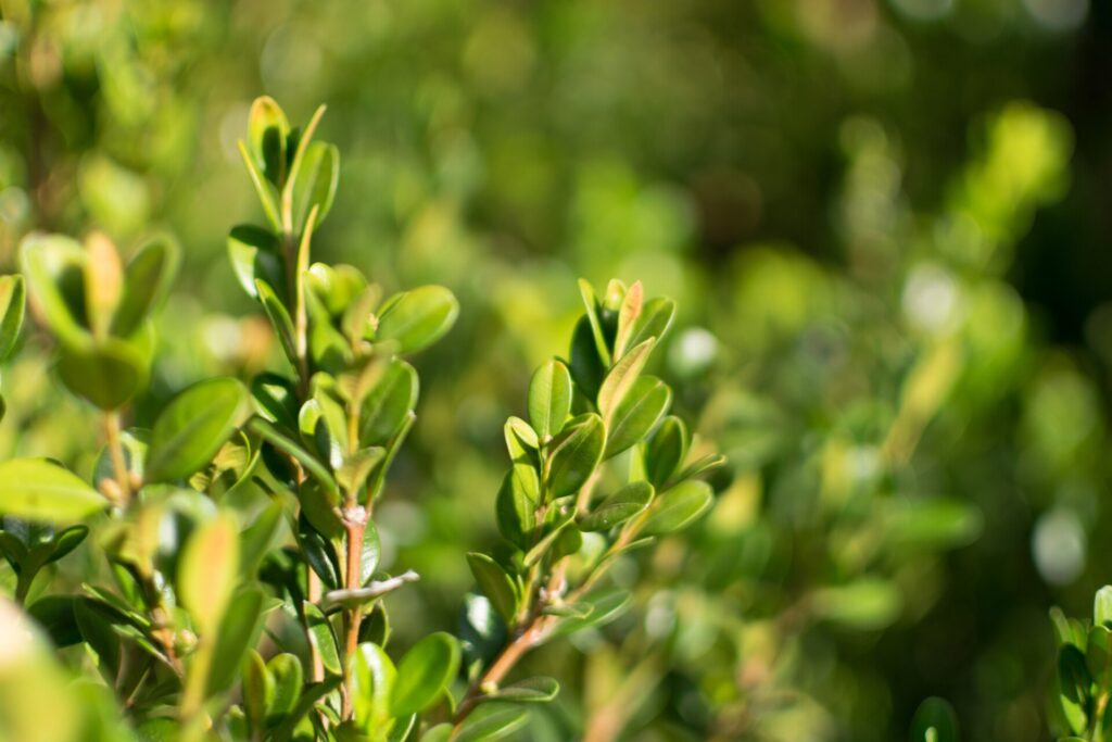 Boxwood shrub