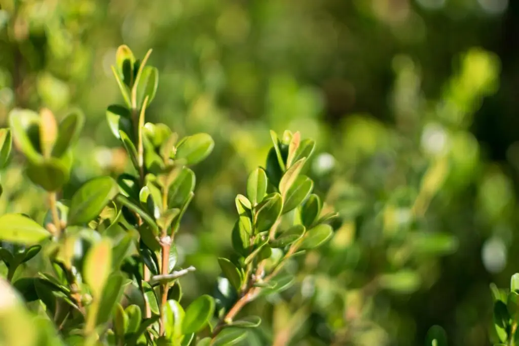 Boxwood shrub